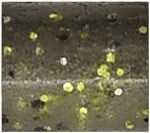 Yamamoto Baits 4" Senko 9002 - 187/306 With Chartreuse YAM-9S-10-9002