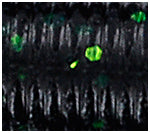 Yamamoto Baits 5" Senko 159 - Blue and Black With Chartreuse YAM-9-10-159