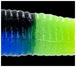 Yamamoto Baits 5" Senko 904/317 - Rainbow Trout 317 Tail YAM-9-10-904/317