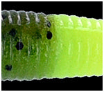Yamamoto Baits 5" Senko 912/317 - Green Pumpkin/Watermelon With 317 Tail YAM-9-10-912/317