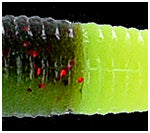 Yamamoto Baits 5" Senko 925/317 - Green Pumpkin With Small Red / 042J 317 Tail YAM-9-10-925/317
