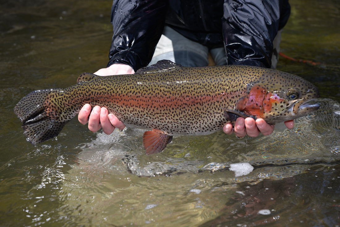 Trout Opening Day 2023