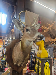 Taxidermy deer head