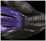Yamamoto Baits 5" Senko 523 - 021 Body/Clear Blue Tail YAM-9-10-523