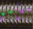 Yamamoto Baits 4" Senko 301 - Green Pumpkin, Green, Purple Flakes YAM-9S-10-301