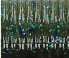 Yamamoto Baits 5" Senko 363 - Green Pumpkin Blue YAM-9-10-363
