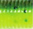 Yamamoto Baits 5" Senko 966 - Chartreuse/Pumpkin YAM-9-10-966
