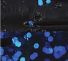 Yamamoto Baits 5" Senko 996 - Bruised Shin YAM-9-10-996