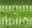 Yamamoto Baits 4" Senko 305 - Baby Bass YAM-9S-10-305