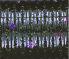 Yamamoto Baits 5" Senko 329 - Fading Watermelon, Purple YAM-9-10-329