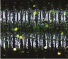 Yamamoto Baits 4" Senko 323 - Fading Watermelon, Gold Flakes YAM-9S-10-323